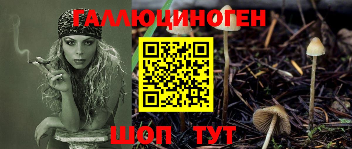 Псилоцибиновые грибы Cubensis Саяногорск